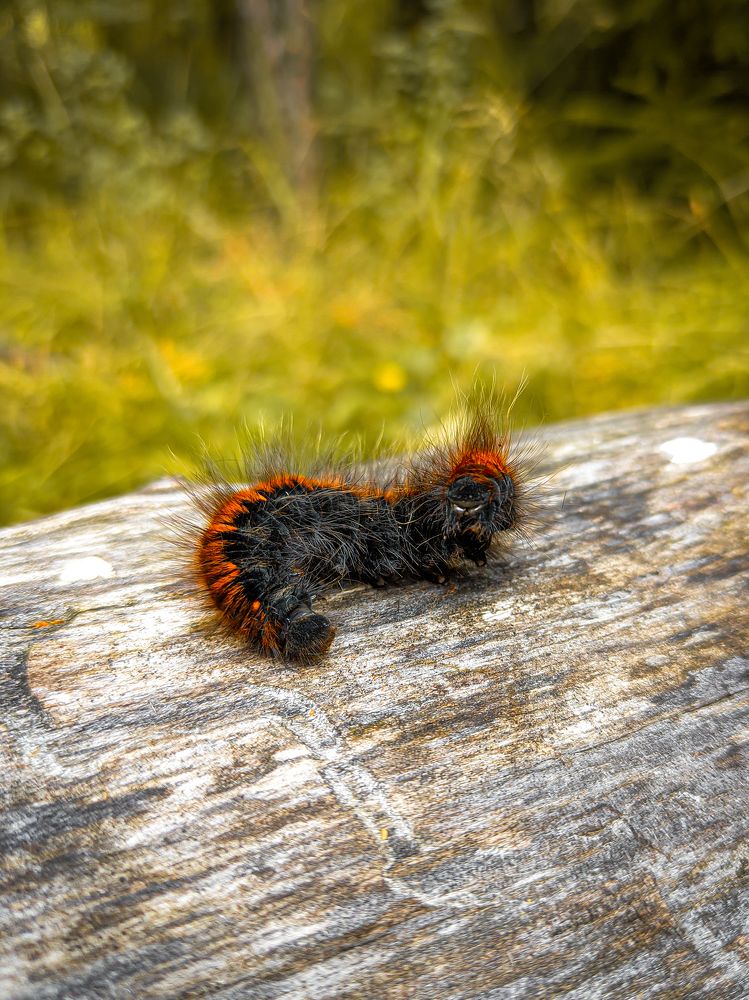 Фотография автора Александр Хухлов