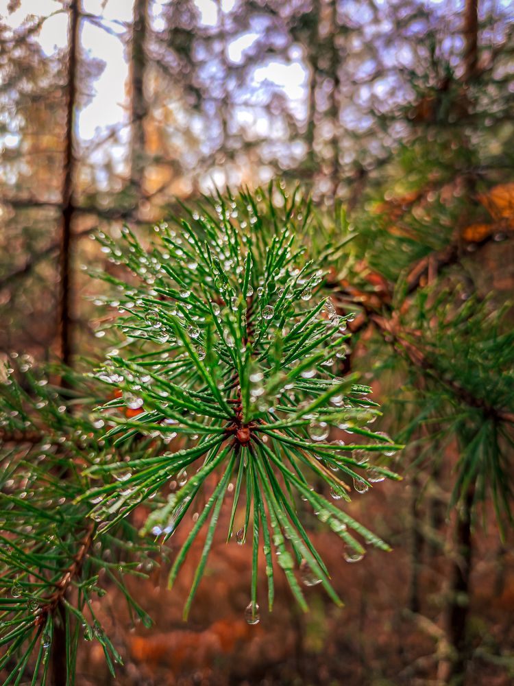 Фотография автора Александр Хухлов