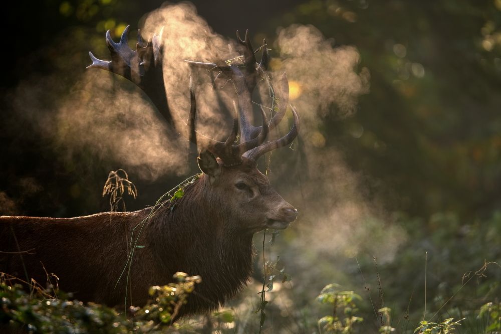 The King of Misty Mornings