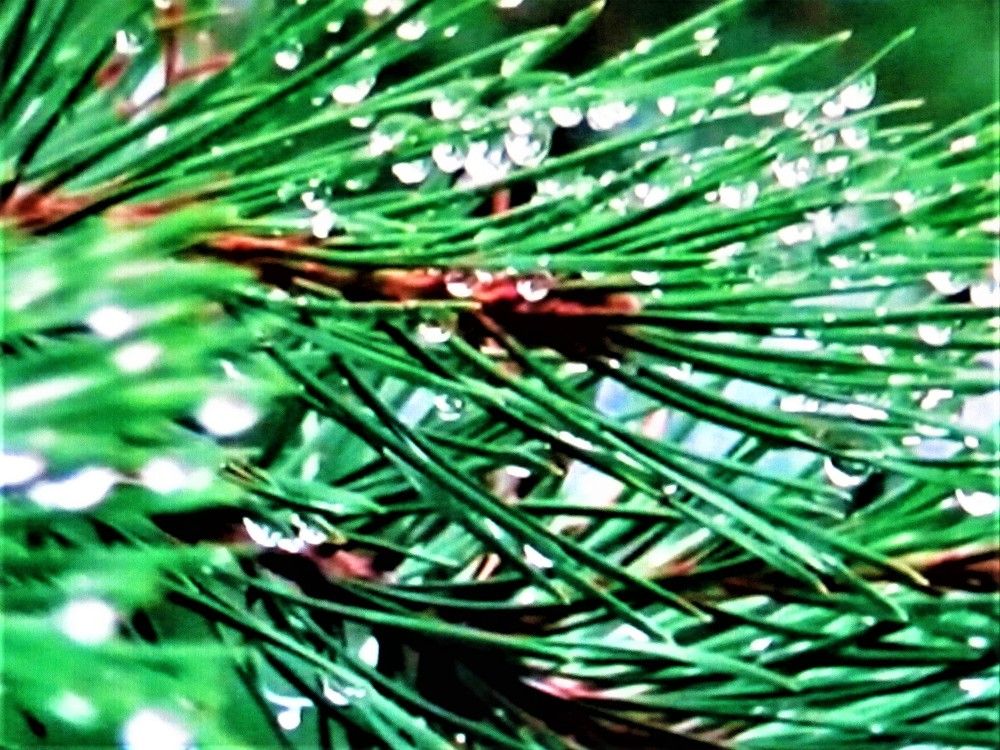 Photograph by Галина