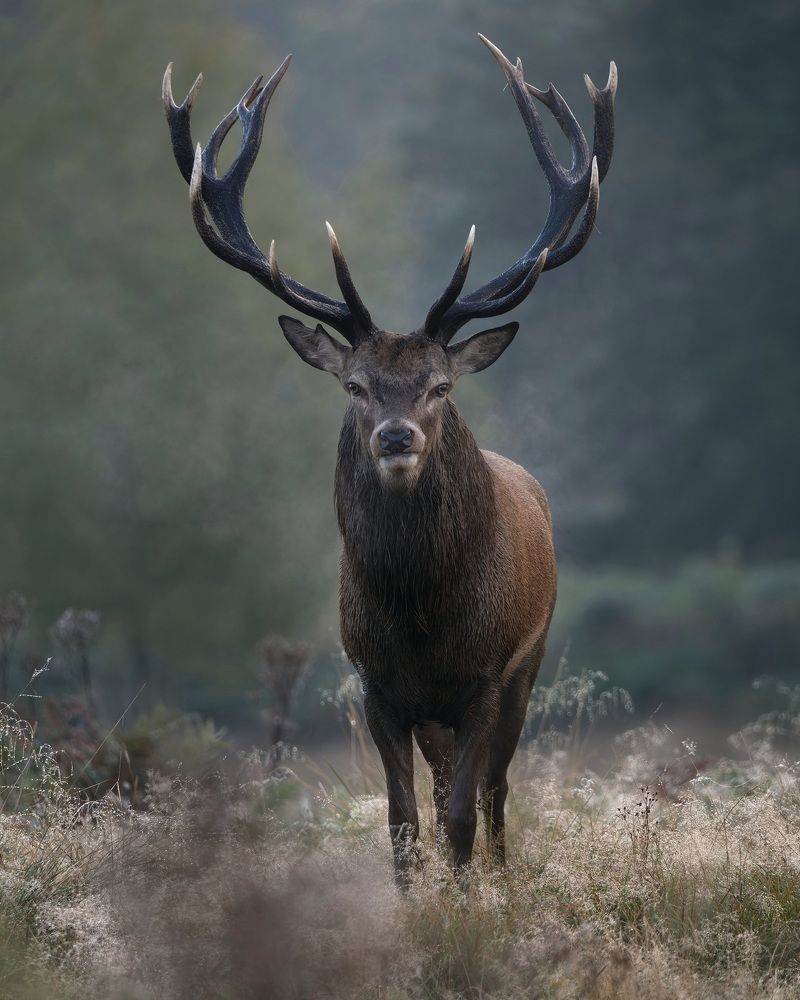 Lord of the Morning Mist