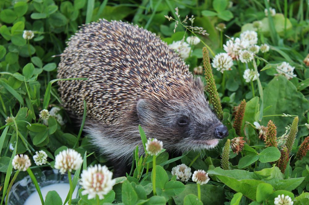 Photograph by Алла Бойко