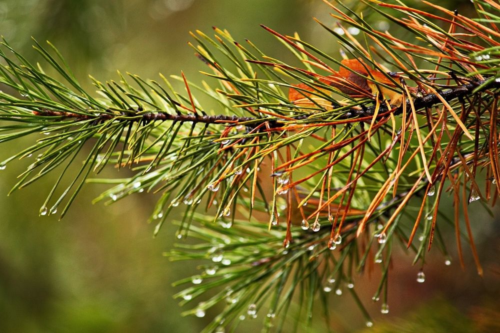 Photograph by ANTON KLYUSHIN