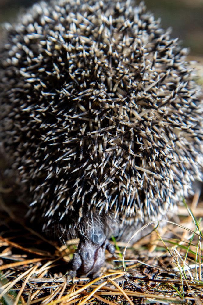 Photograph by Игорь Тюменцев