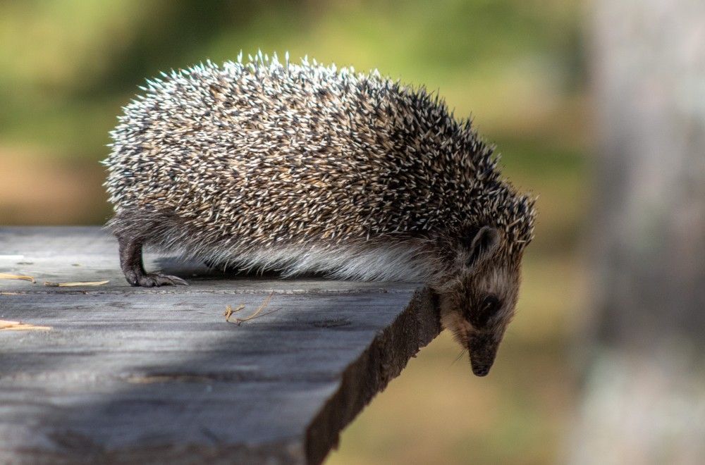 Photograph by Игорь Тюменцев