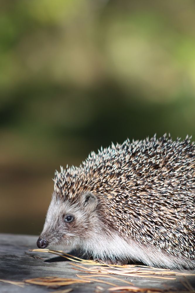 Photograph by Игорь Тюменцев