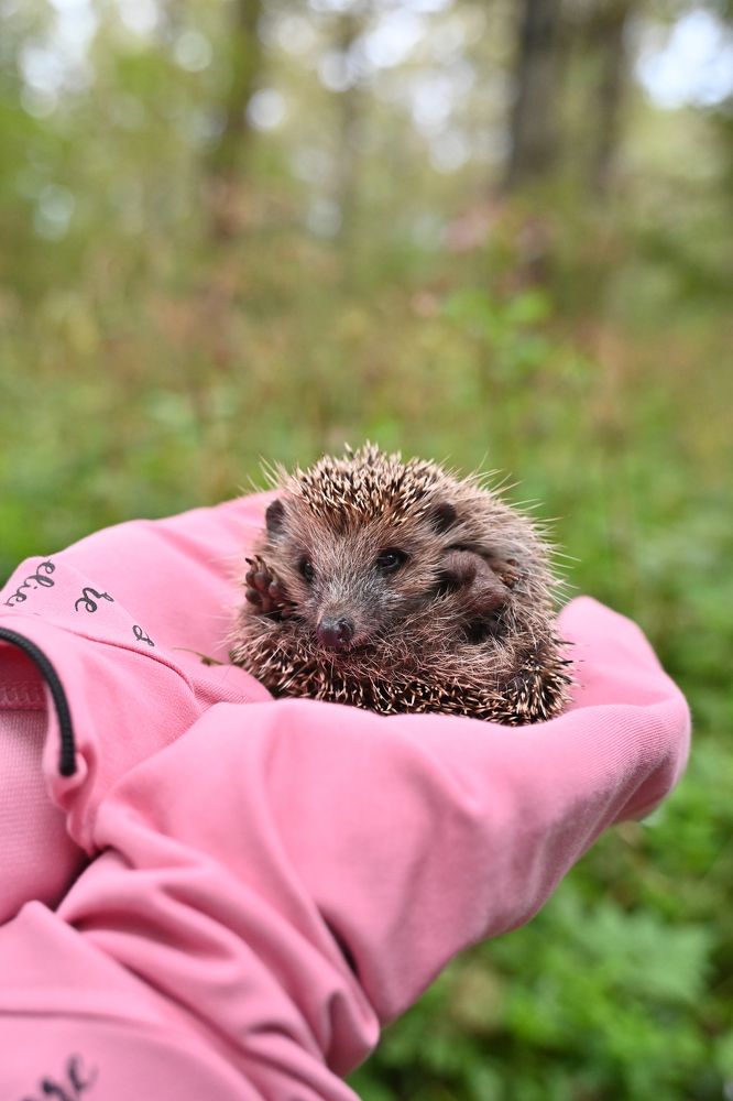 Фотография автора Агапова Арина