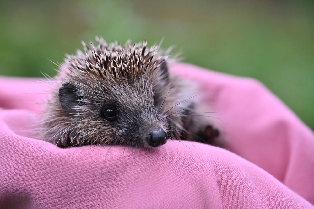 Фотография автора Агапова Арина