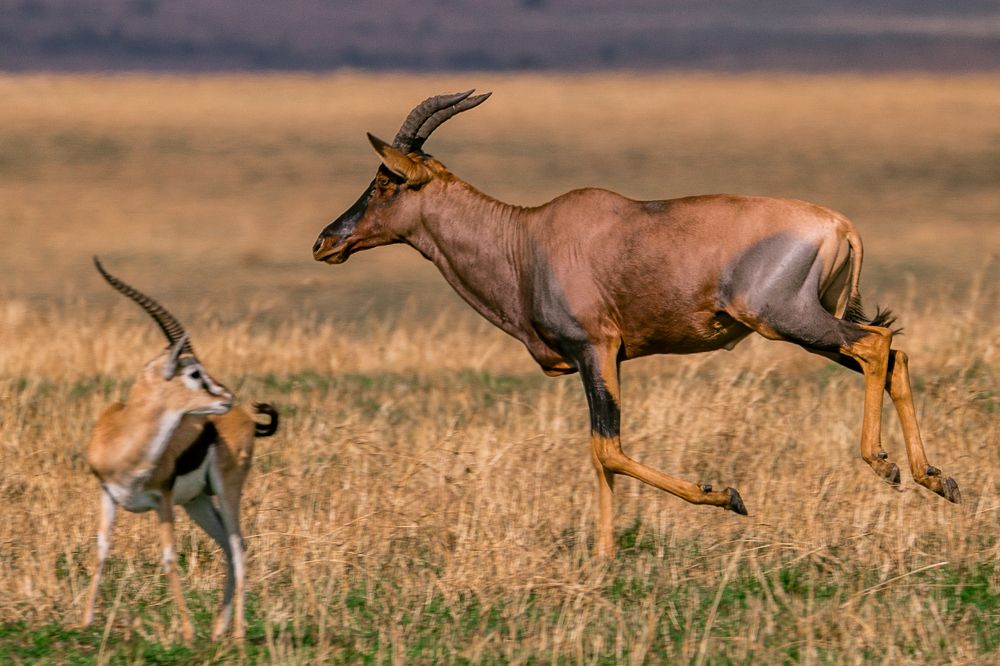 Photograph by Trivet Antony