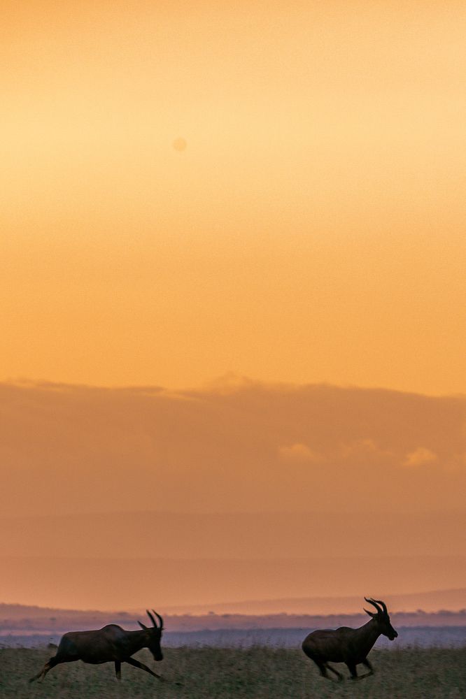 Photograph by Trivet Antony