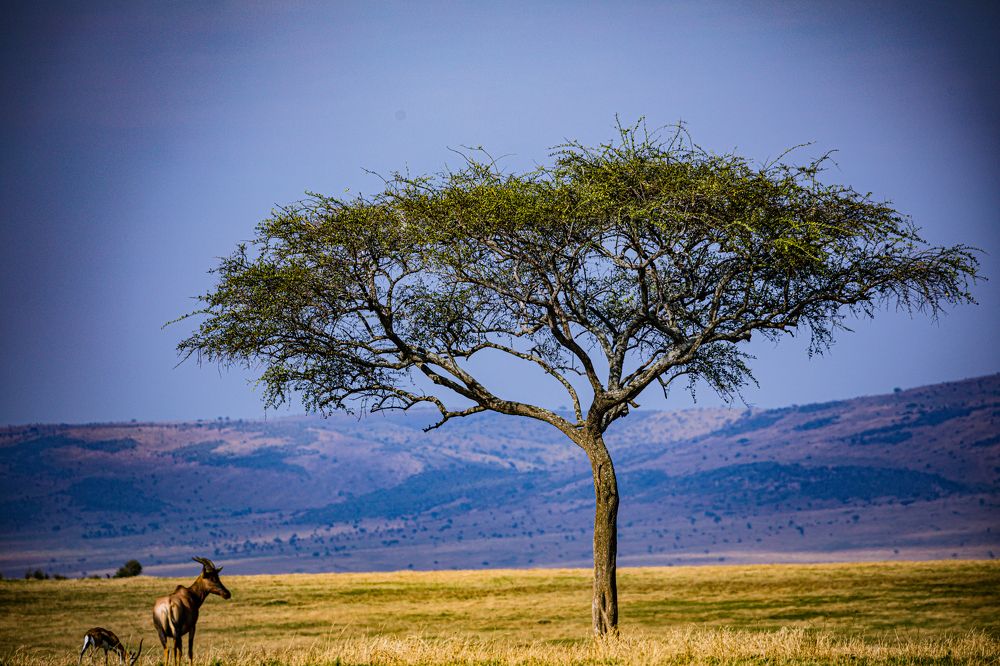 Photograph by Trivet Antony