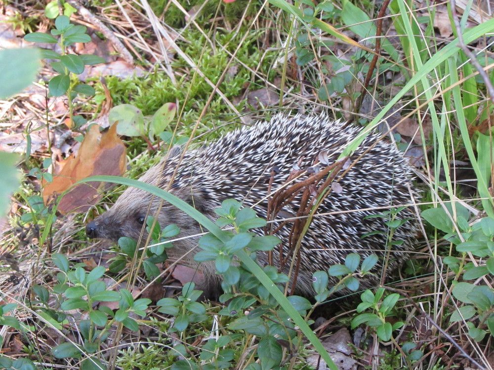 Photograph by Екатерина Лобанова