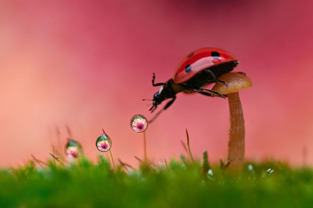 Photograph by Цветан Ганев