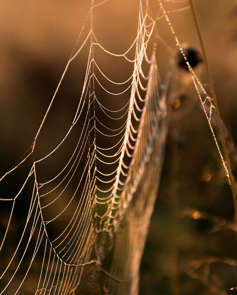 Капли росы на паутине