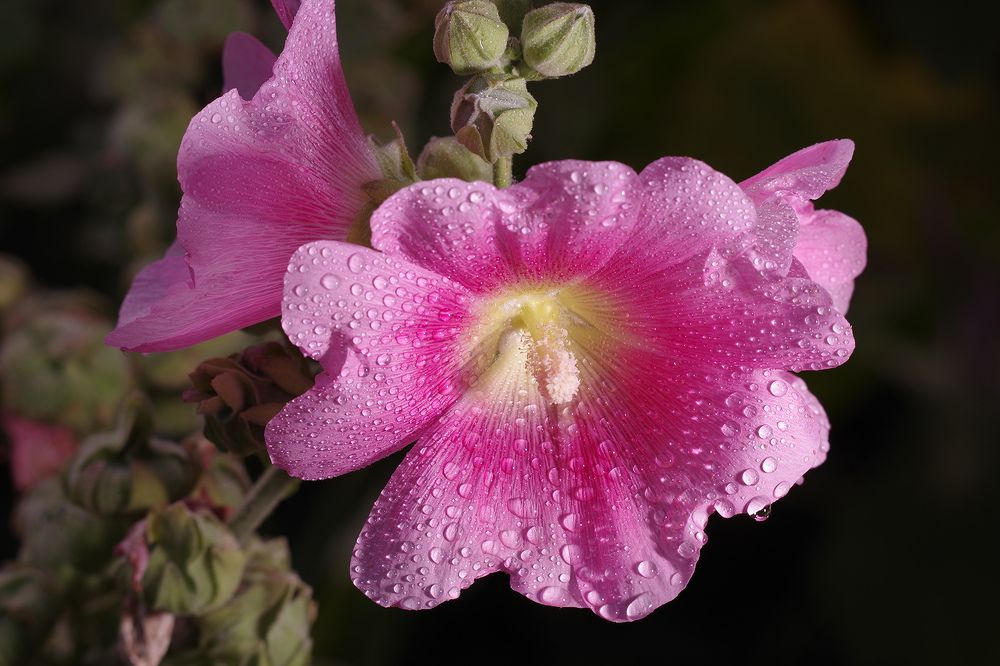 Photograph by Бурикова Екатерина