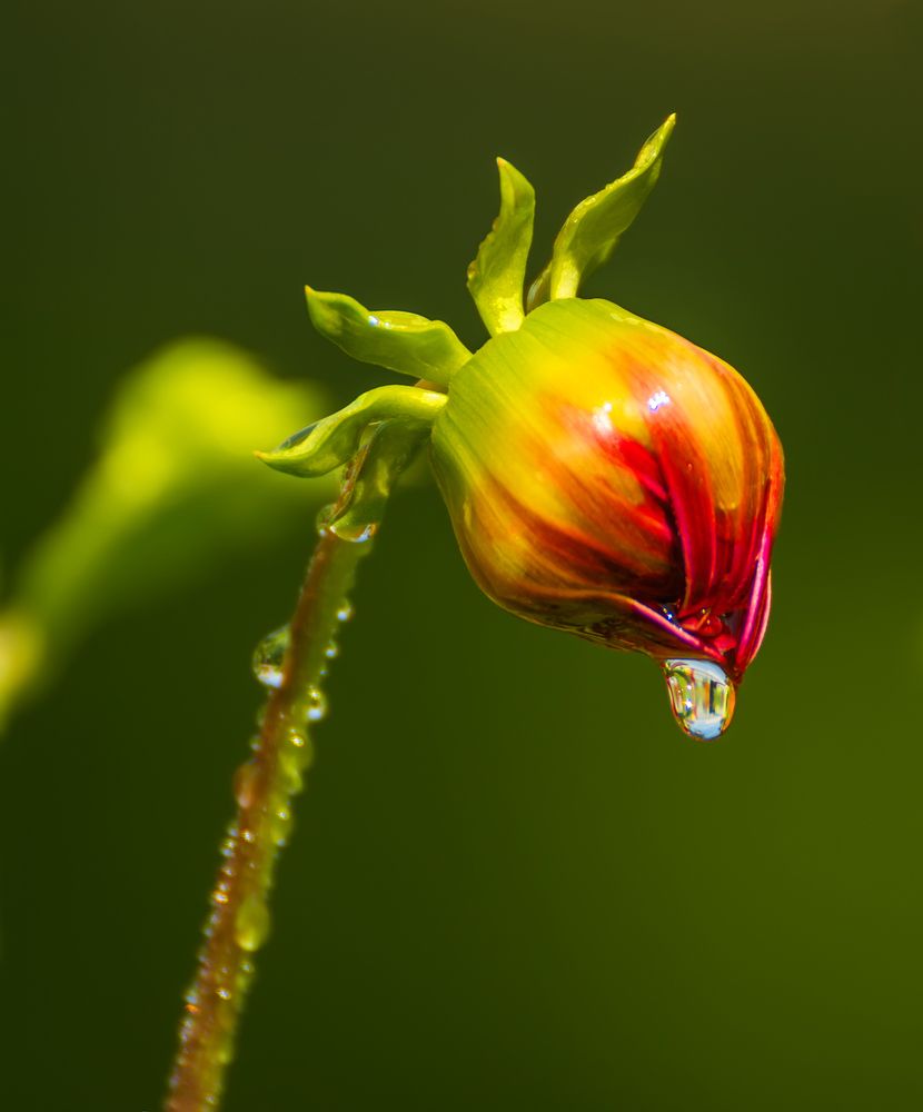 Фотография автора Альберт Беляев
