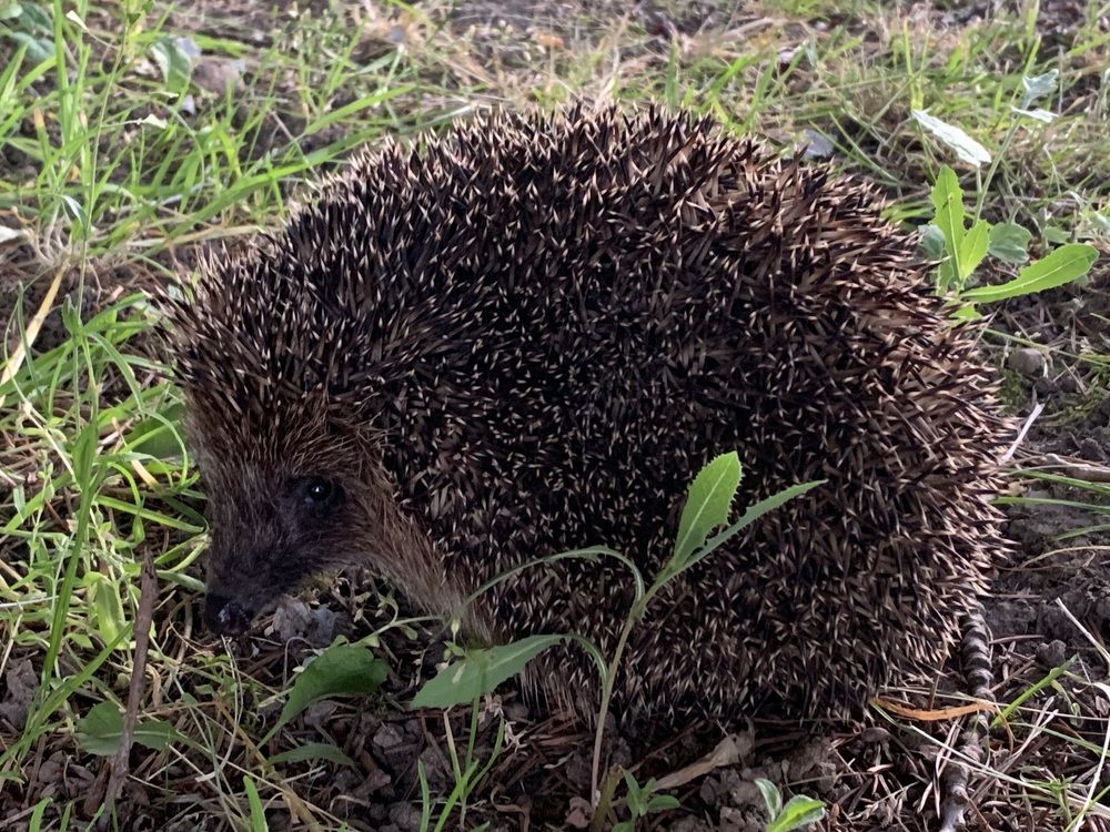 Фотография автора Ирина Шпаковская