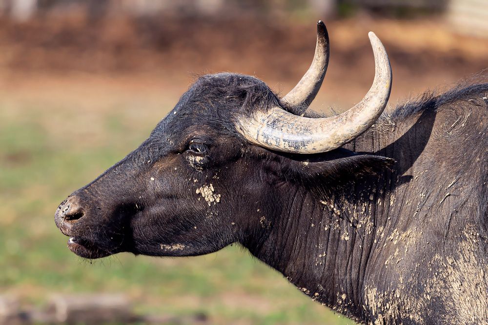 Фотография автора Faller Tamás