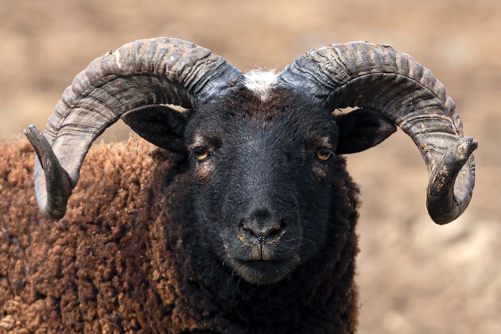 Фотография автора Faller Tamás