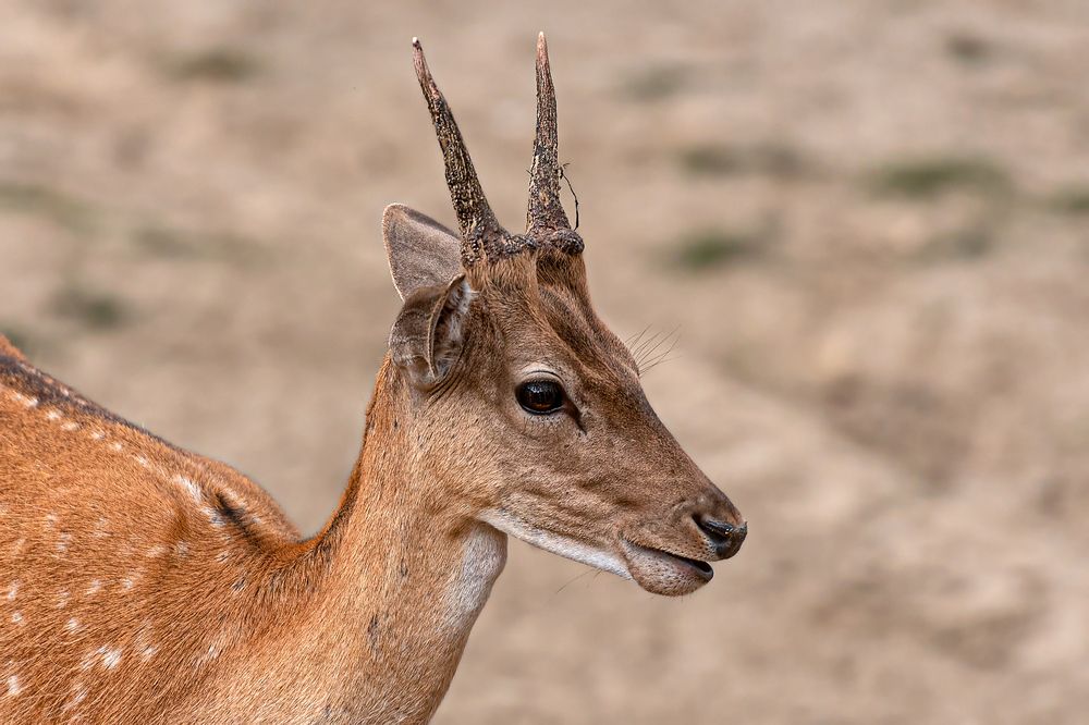 Фотография автора Faller Tamás