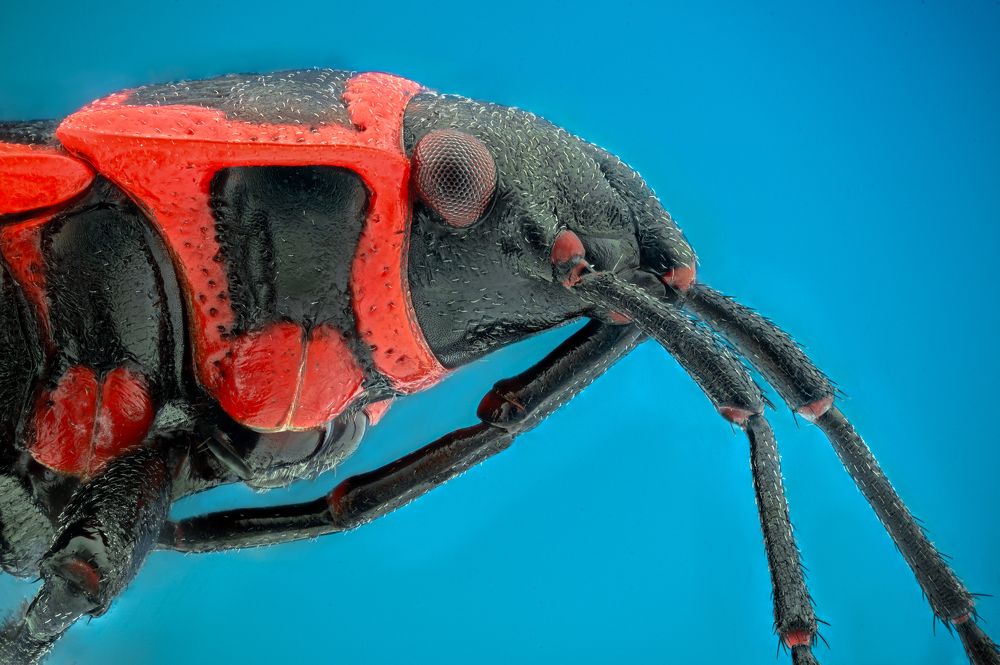 Photograph by Цветан Ганев