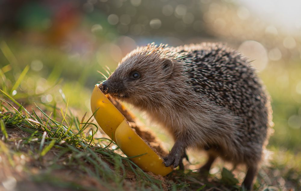 Photograph by Aлена Канхар