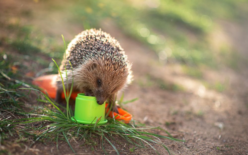 Photograph by Aлена Канхар