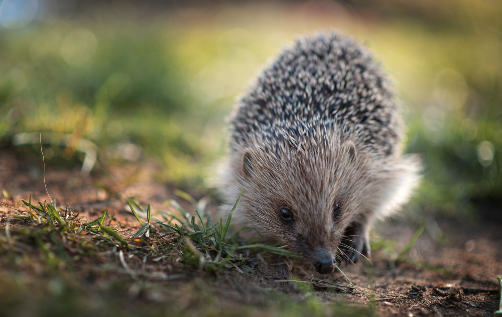 Photograph by Aлена Канхар