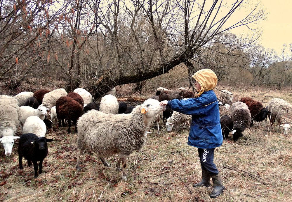 Овца любимая с мальчиком