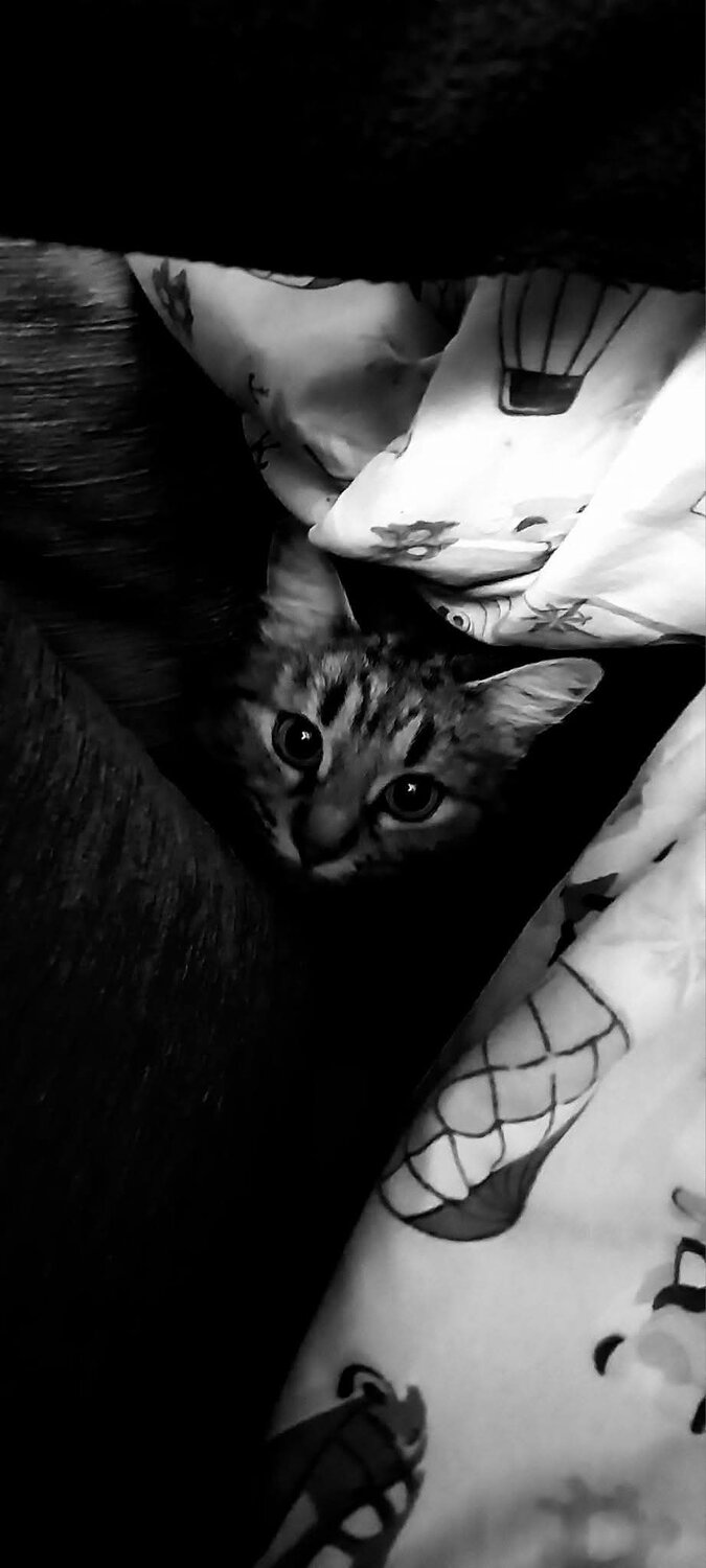 Photo #11473976
