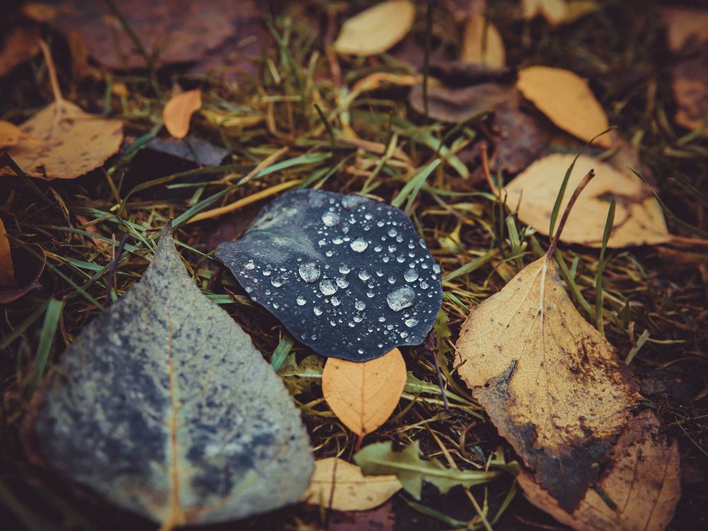 Photograph by Алексей Петров