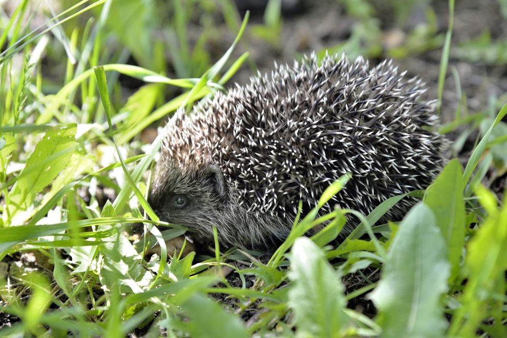 Фотография автора Сергей Чесноков