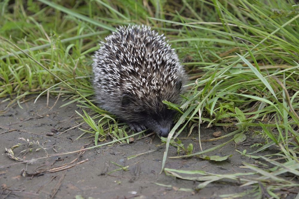 Фотография автора Сергей Чесноков