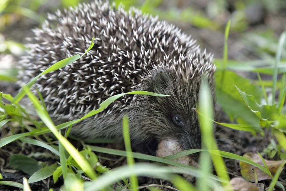 Фотография автора Сергей Чесноков