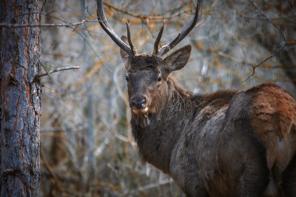 Портрет лесного жителя