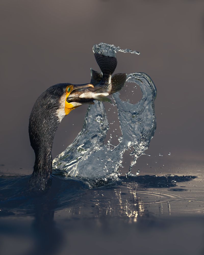 Photograph by Swarup Roy Chowdhury