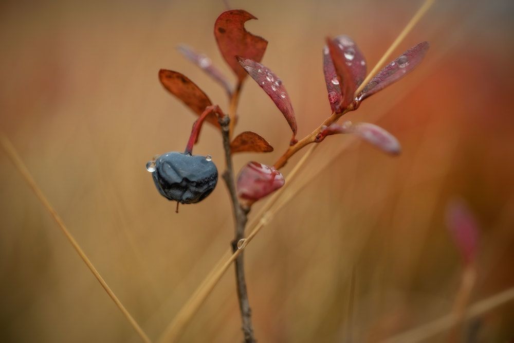 Photograph by Марина Зборацкая