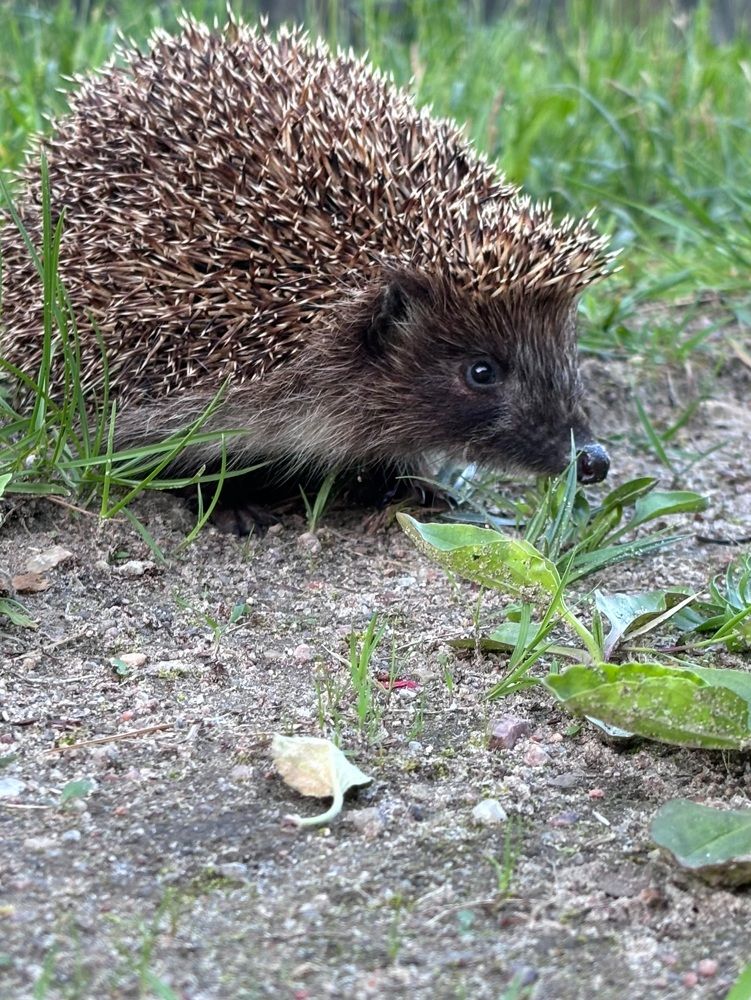 Photograph by Halina Mitsevich