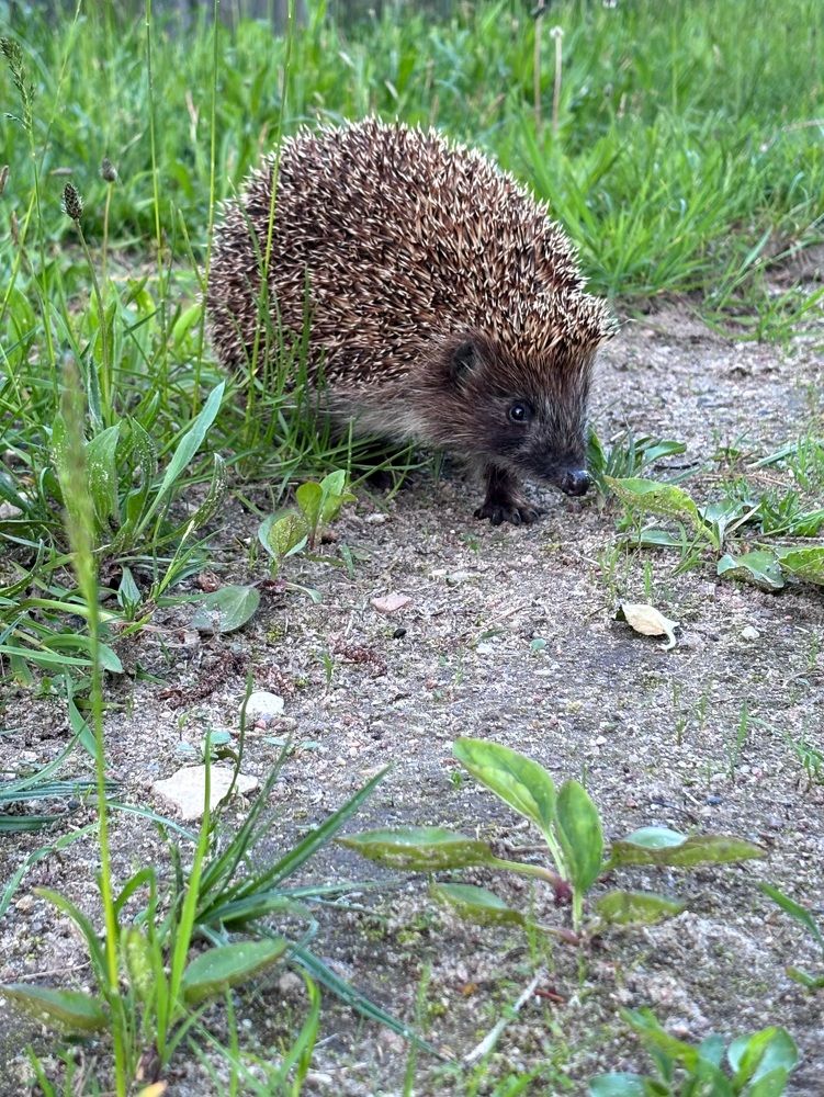 Photograph by Halina Mitsevich