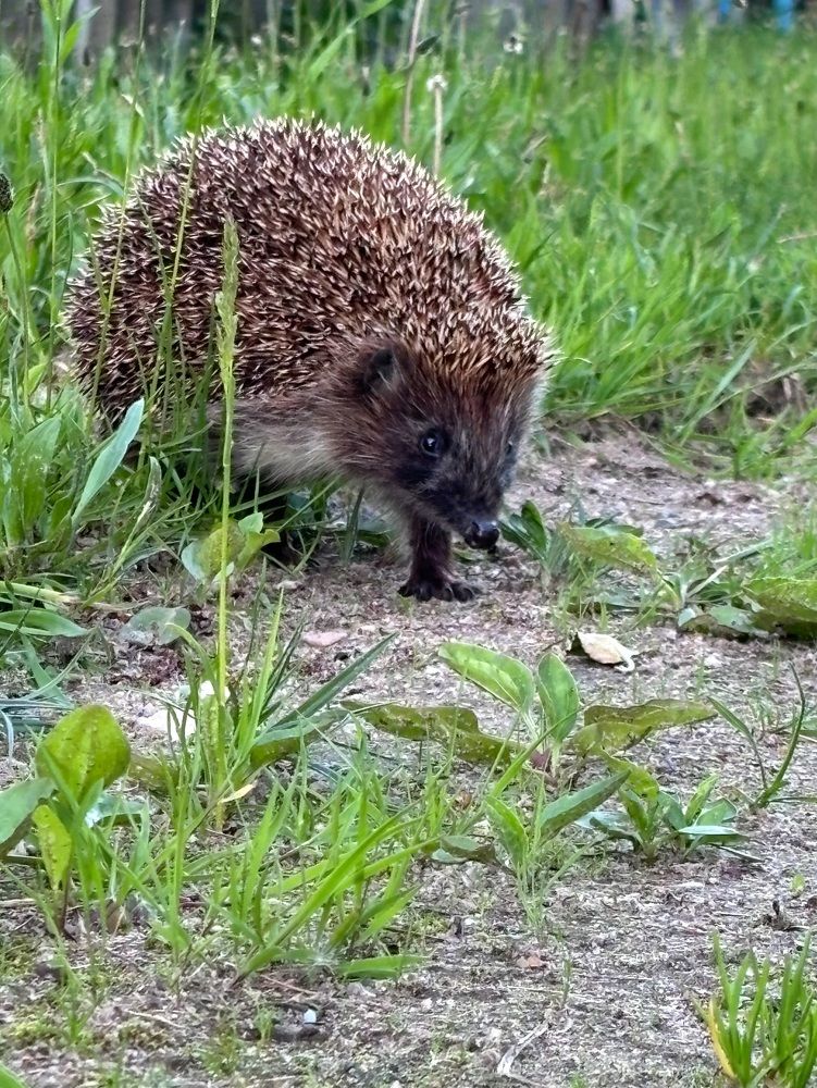 Photograph by Halina Mitsevich