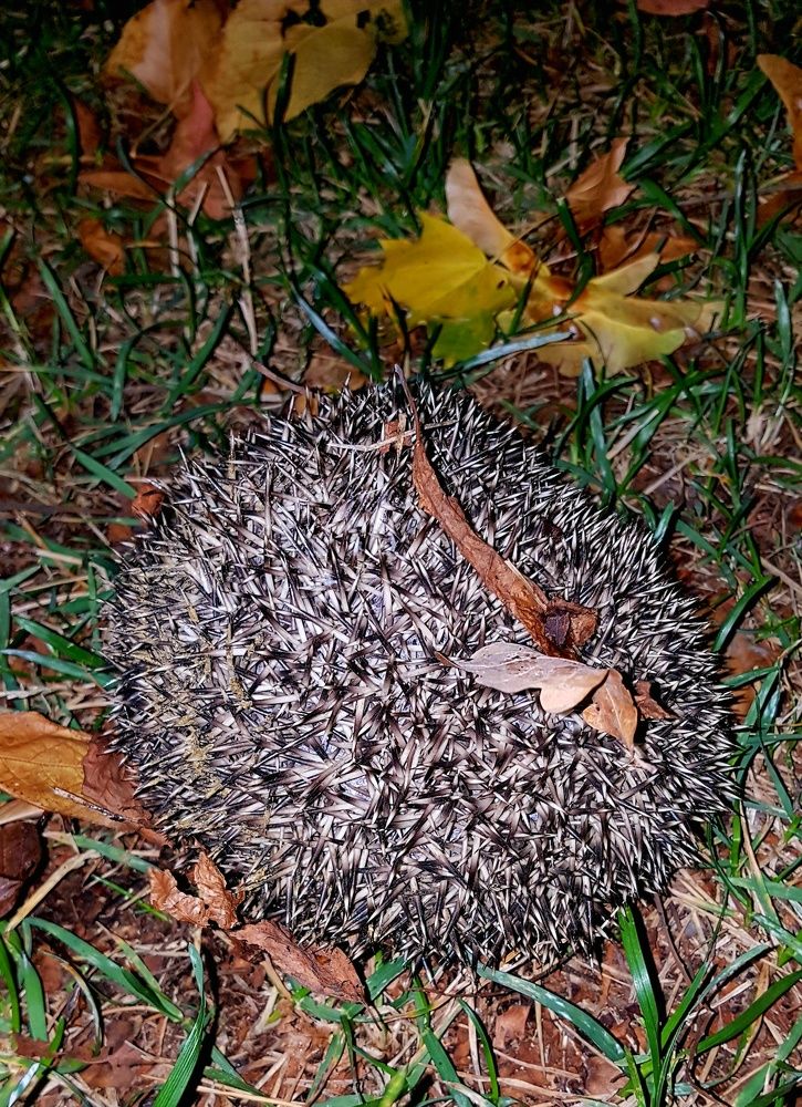 Photograph by Максим Иванов