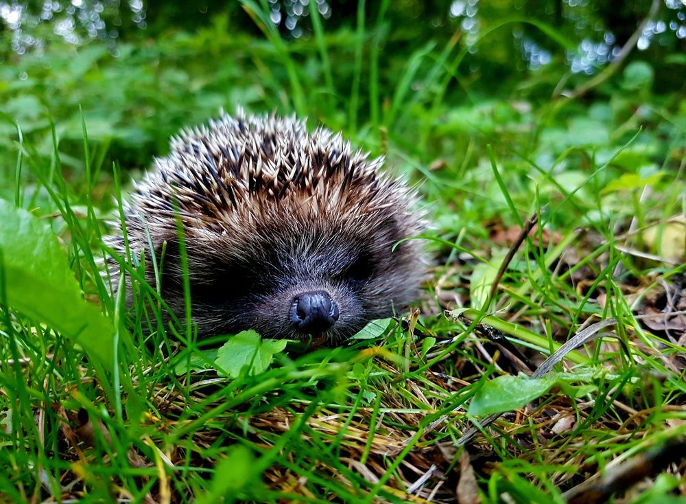 Photograph by Максим Иванов