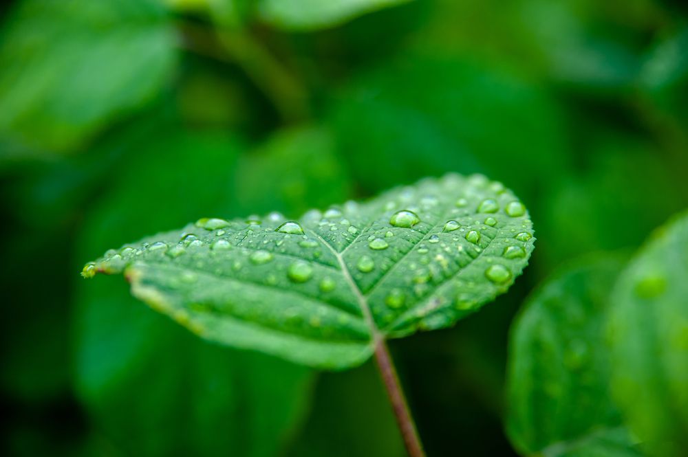 Photograph by Семенов Александр