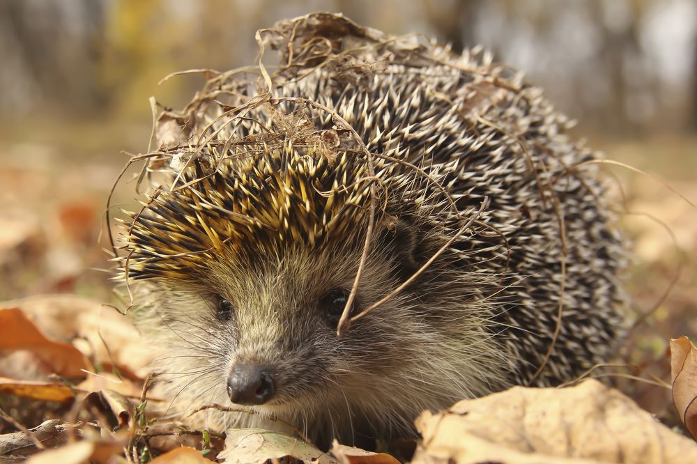 Photograph by Артем Артемьев