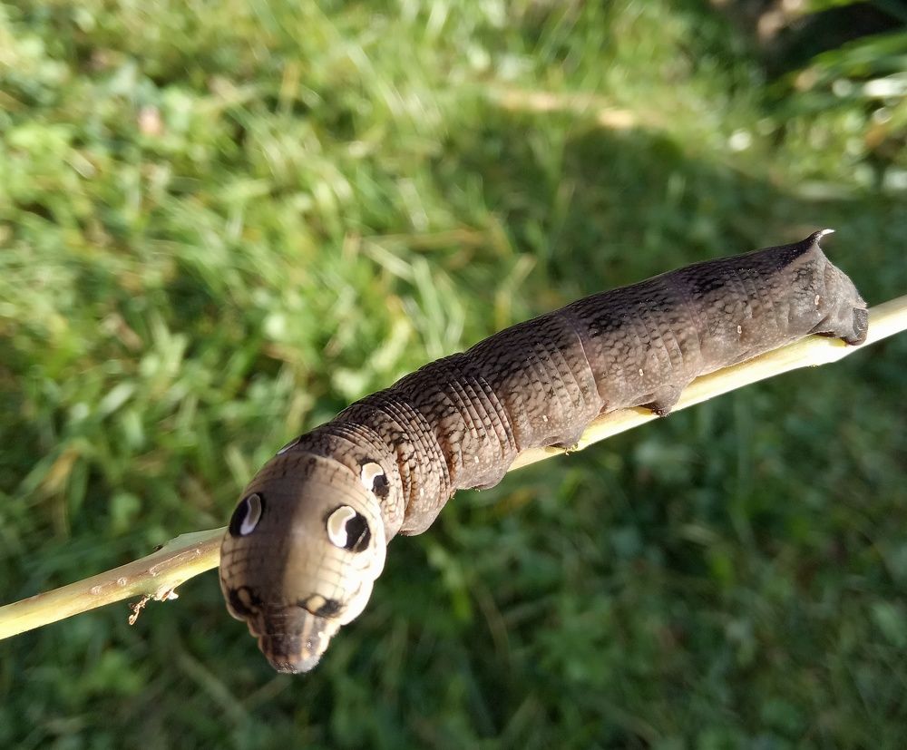 Photograph by Ляля Ильинская