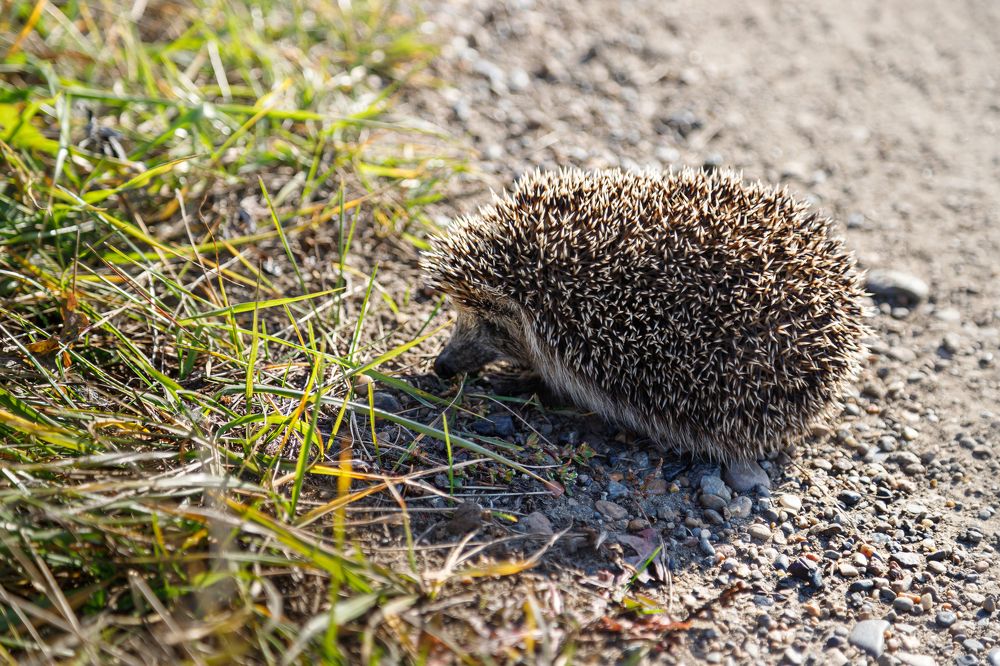 Photograph by виктор ковчин
