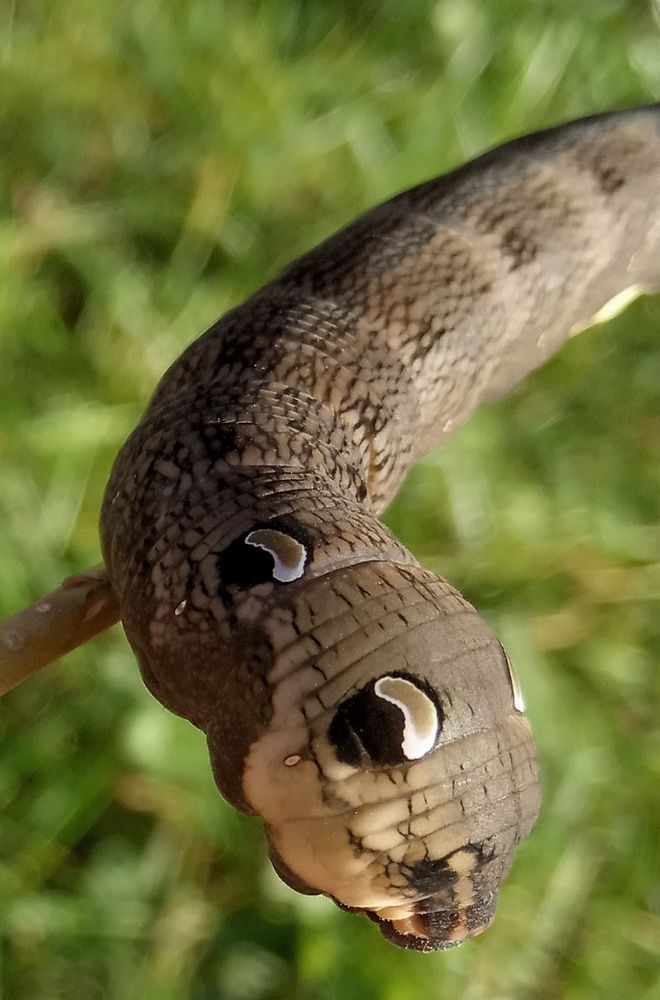 Photograph by Ляля Ильинская