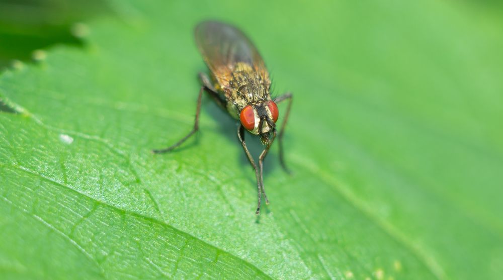 Wild flower fly on a green leaf of a plant