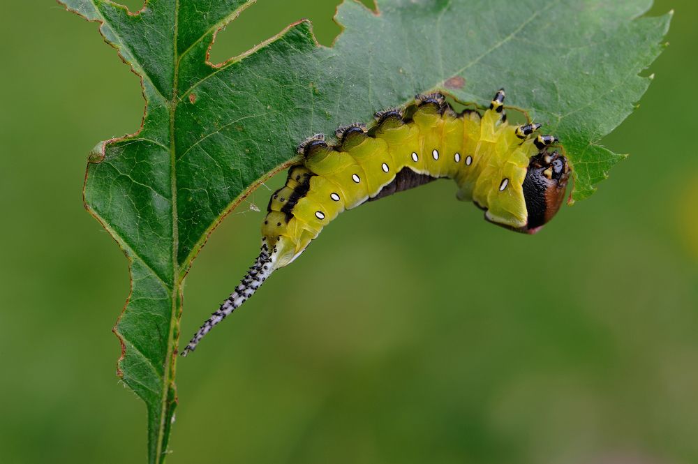 Photograph by Чистяков Андрей