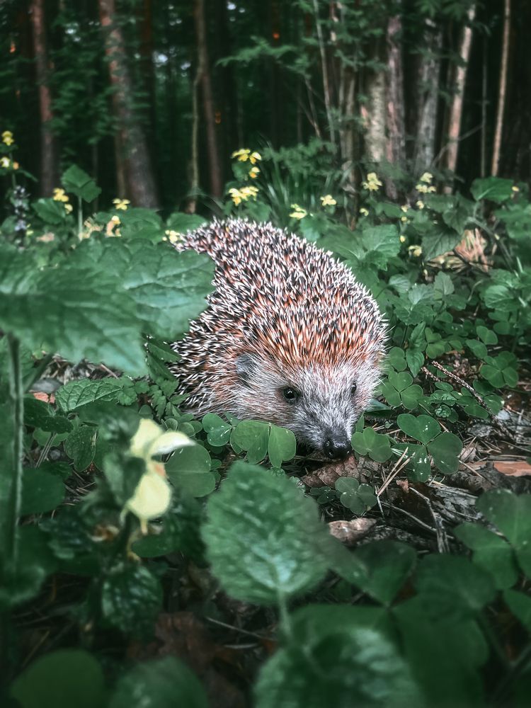 Photograph by Анастасия Мазурева